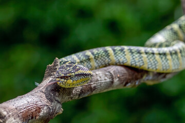 Wagler's pit viper on tree branch