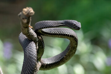 black viper coiled aroun a tree
