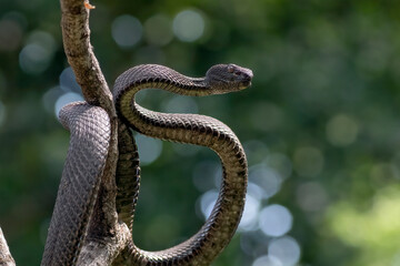 black viper coiled aroun a tree