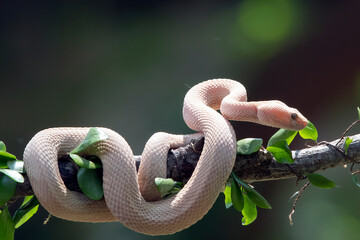 Albino mangrove pit viper on a tree branch