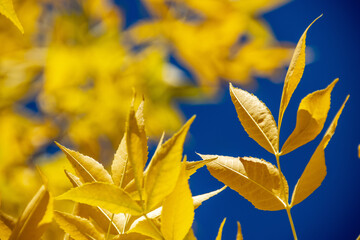 Golden autumn tree leaves glowing against deep blue sky.