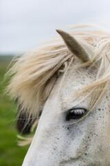 Obraz premium Close-up of white Icelandic horse's eye and flowing mane