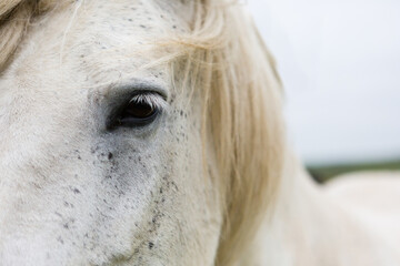Close-up of white Icelandic horse eye and mane in soft light