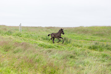 Dark foal prancing through a lush green meadow in Iceland
