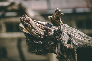 Close-Up of Rough Tree Bark, Detailed Natural Texture