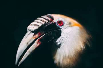 Tropical Bird Pattern, Background for Creative Projects