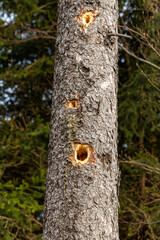 Hollow in a tree trunk, a freshly excavated hollow in a tree trunk in the eastern Sudetes Mountains, Poland.
