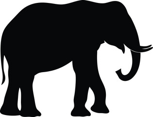 elephant isolated on white background