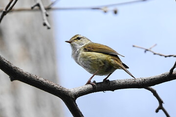 木の枝にとまるウグイス