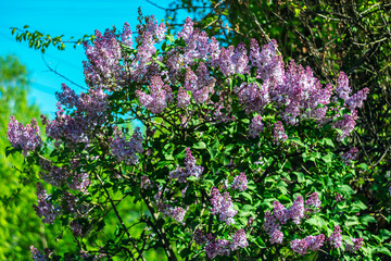  Bright purple lilacs in sunlight against a blue sky.