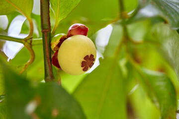 Close-up of young mangosteen on tree