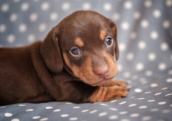 cute chocolate dachshund puppy