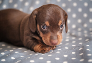 cute chocolate dachshund puppy
