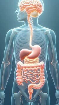 Conceptual illustration of gut-brain axis interaction with neural pathways connecting intestines and brain in glowing lines, symbolizing mental health links