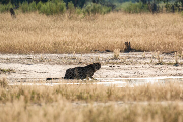 cheetah drinking at waterhole in moremi national park (acinonyx jubatus)