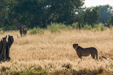 lone cheetah (Acinonyx jubatus) standing in landscape of moremi looking for prey