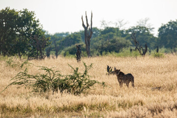 moremi game reserve close to khwai plains: cheetah spotted!