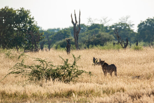 moremi game reserve close to khwai plains: cheetah spotted!