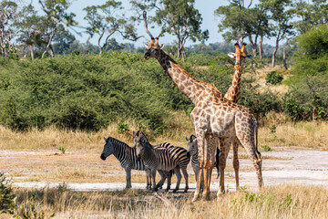 Fototapeta premium giraffes and other wildlife at moremi national park in Botswana