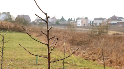 Formation of the crown of a fruit tree sapling. Young branches are bending to the sides with a rope...
