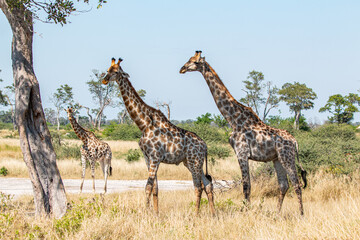 Fototapety na wymiar - Fototapeta24.pl
