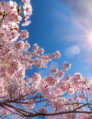 Cherry Blossoms in Full Bloom Against a Clear Blue Sky