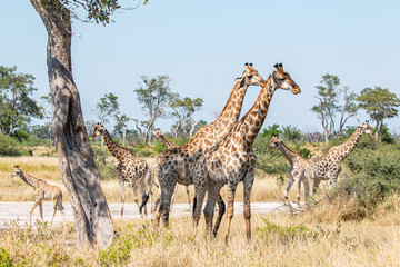 Fototapety na wymiar - Fototapeta24.pl