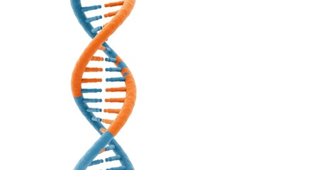 A dna double helix structure in blue and orange on white background.