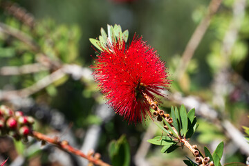 Bottlebrush Bloom Against Azure Skies
