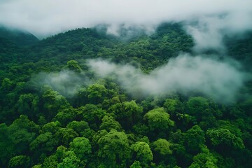 Misty Mountain Rainforest Aerial View. (1)