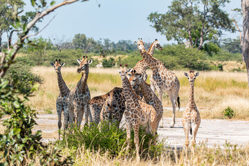 wildlife of moremi national park in botswana: giraffe family looking for shade in typical landscape