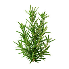 Fototapeta premium A Flourishing Rosemary Plant with Slender Green Leaves Isolated on Transparent Background