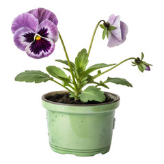 Potted indoor plants on transparent background.