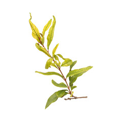 Fresh green pomegranate leaves isolated on transparent background