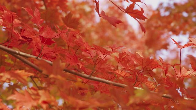 Red Maple Leaves in Autumn Sunlight &mdash; Beautiful Fall Foliage Close-Up
