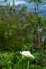 Wild Calla Lily Among Ferns – Native Flora of Madeira Island Forest