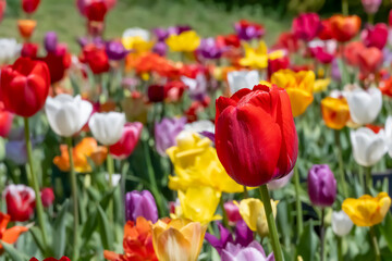 美しいチューリップの花　