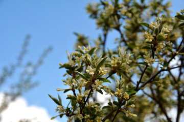 White flower of cherry elaeagnus shrub or Elaeagnus multiflora.
