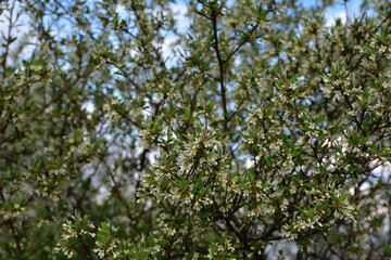White flower of cherry elaeagnus shrub or Elaeagnus multiflora.
