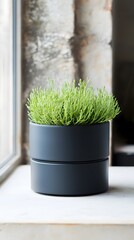 Modern Dark Gray Planter with Lush Green Plant, Minimalist Home Decor