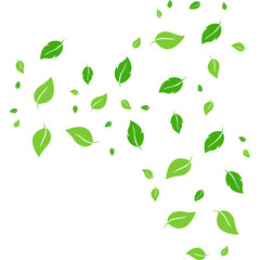 Flying Leaves Illustration