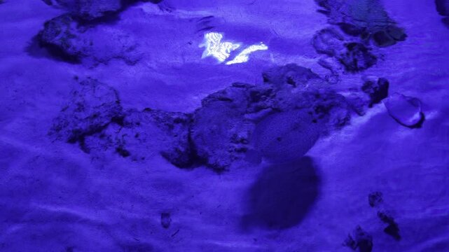 Dark flatfish blending into the sandy, blue-lit bottom of an aquarium tank, demonstrating natural camouflage at Xcaret Park, Mexico.