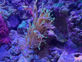 Brightly lit coral reef scene featuring glowing anemones and marine textures in a vibrant, colorful...