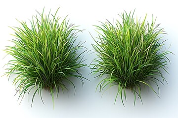 Two lush green and yellow ornamental grass bushes with natural texture on white background