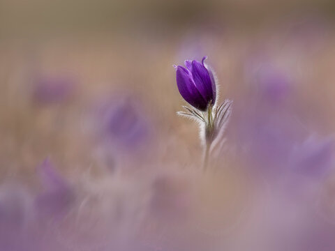 Close-up of a purple pasque flower in bloom during spring in Germany