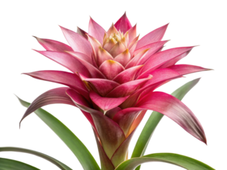 Stunning bromeliad flower showcases vibrant pink petals and lush green leaves, adding touch of elegance to any space