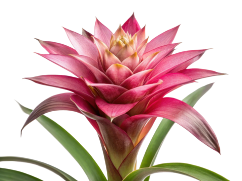 Stunning bromeliad flower showcases vibrant pink petals and lush green leaves, adding touch of elegance to any space