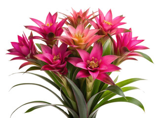 Obraz premium Bromeliad flowers bloom vibrantly showcasing their stunning pink petals and lush green leaves creating captivating display of nature beauty
