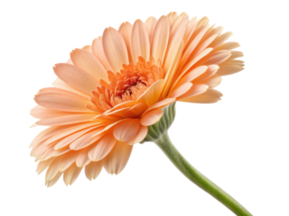 Beautiful calendula flower in soft peach hues showcases its delicate petals and vibrant center, radiating warmth and charm