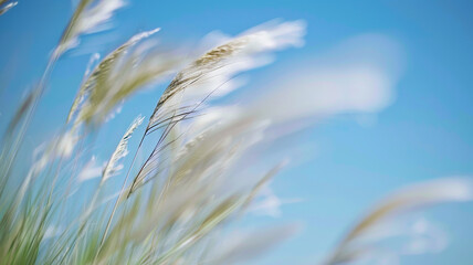 grass in motion in the wind, background nature, backdrop wind and freedom